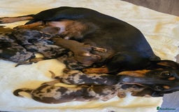 Miniature Dachshund dogs for sale: Miniature dachshunds 🐶 - Image 6