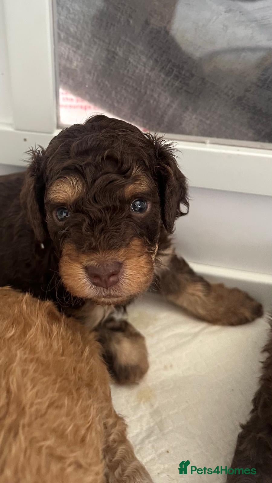 Cockapoo dogs for sale: Beautiful F2B Toy Cockapoo Puppies Ready 1st July  - Advert 7