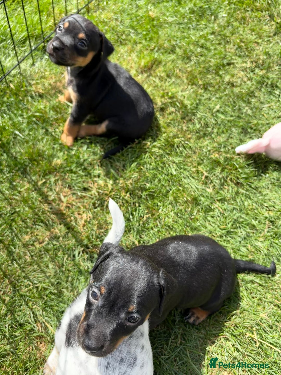 Jack Russell dogs for sale: Gorgeous Jack Russell Puppies - Image 21