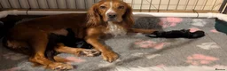Cocker Spaniel dogs for sale: ✨ Kc Reg Working Cocker Spaniel Puppies  - Advert 17