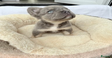 French Bulldog dogs - Advert 8