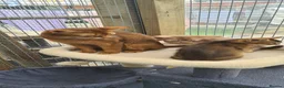 Abyssinian cats for sale: Beautiful pedigree tica abyssinian kittens - Advert 16