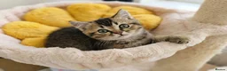 British Shorthair cats for sale: Adorable Kitten Ready For Reservation in Leamington Spa - Advert 17