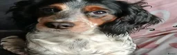 Mixed Breed dogs for sale: Cockerpoo x puppies - Advert 23