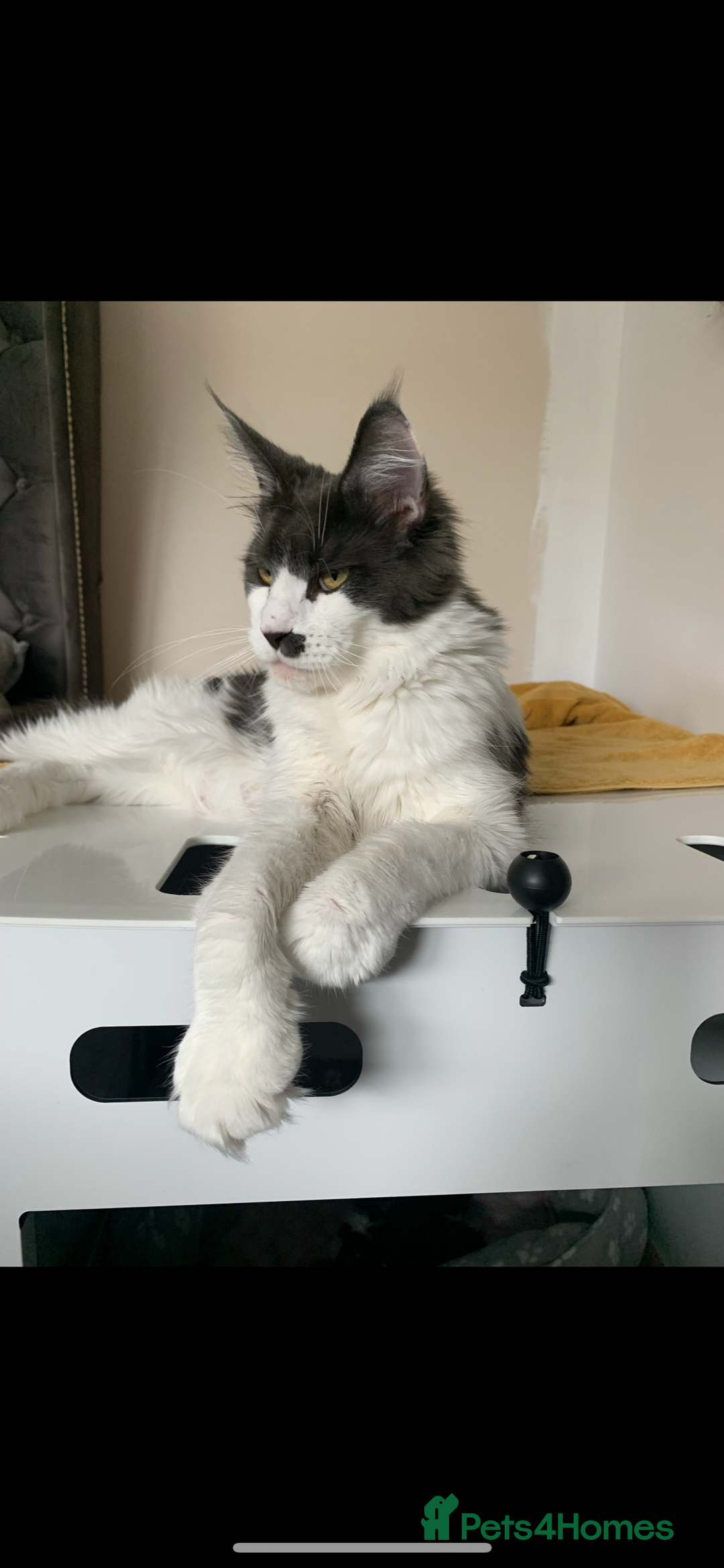 Maine Coon cats for sale: Pedigree Mainecoon females - Image 5