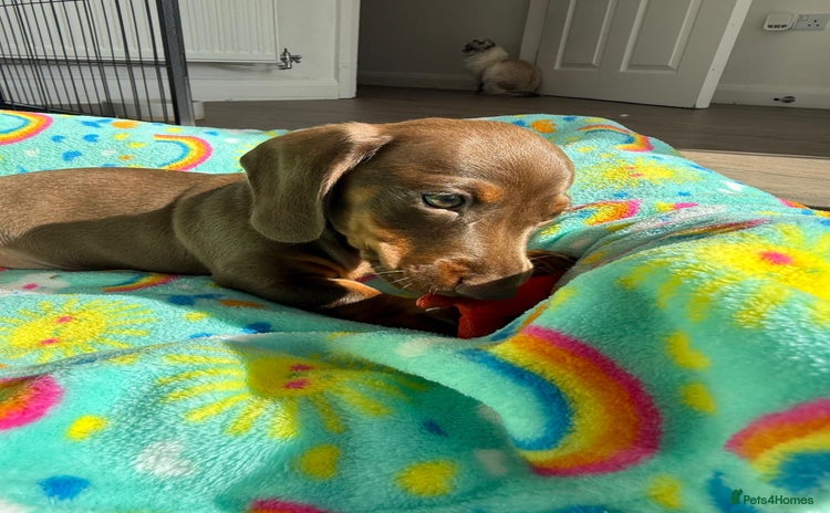 Dachshund dogs - Advert 2