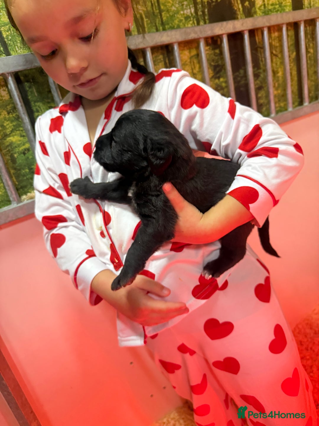 Mixed Breed dogs for sale: Bedlington x whippet Lurcher pups - Image 9