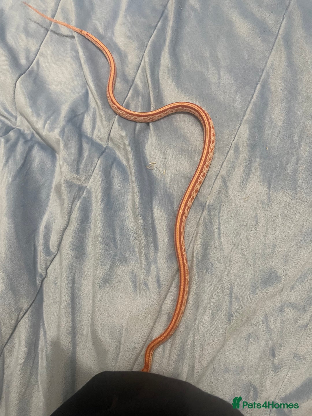 Python Snake reptiles for sale: Royal ball python - Image 13