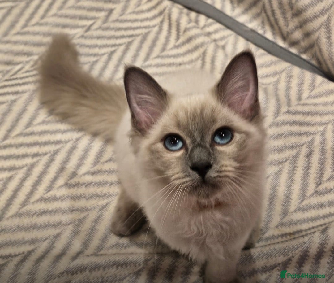 Ragdoll cats Ragdoll girls looking for forever home 🏡  - Advert 2