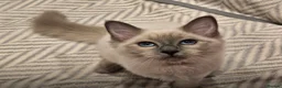 Ragdoll cats for sale: Ragdoll girls looking for forever home 🏡  - Advert 2