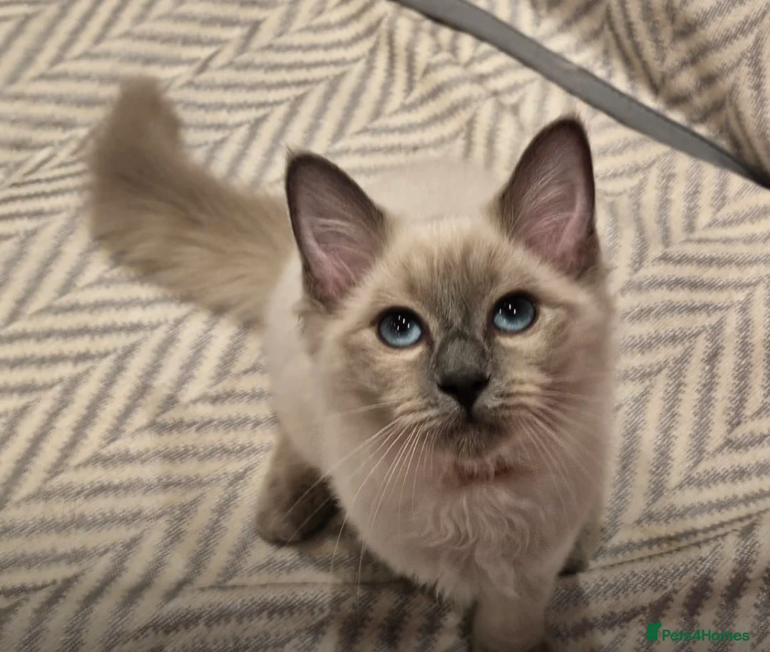 Ragdoll cats for sale: Ragdoll girls looking for forever home 🏡  - Advert 2
