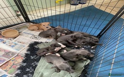 Whippet dogs for sale: 2 whippet puppies remaining ready for new homes - Image 30