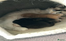 Ragcoon cats for sale: Ragdoll/ mainecoon - Image 6