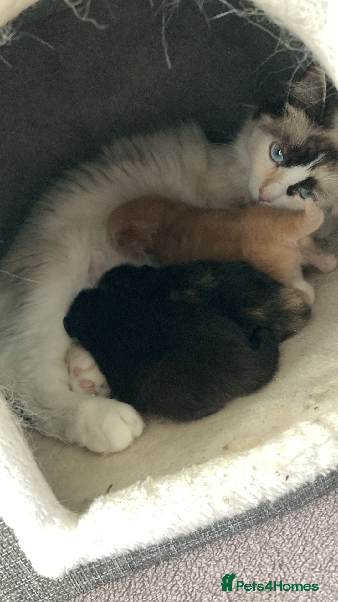 Ragcoon cats for sale: Ragdoll/ mainecoon - Image 6