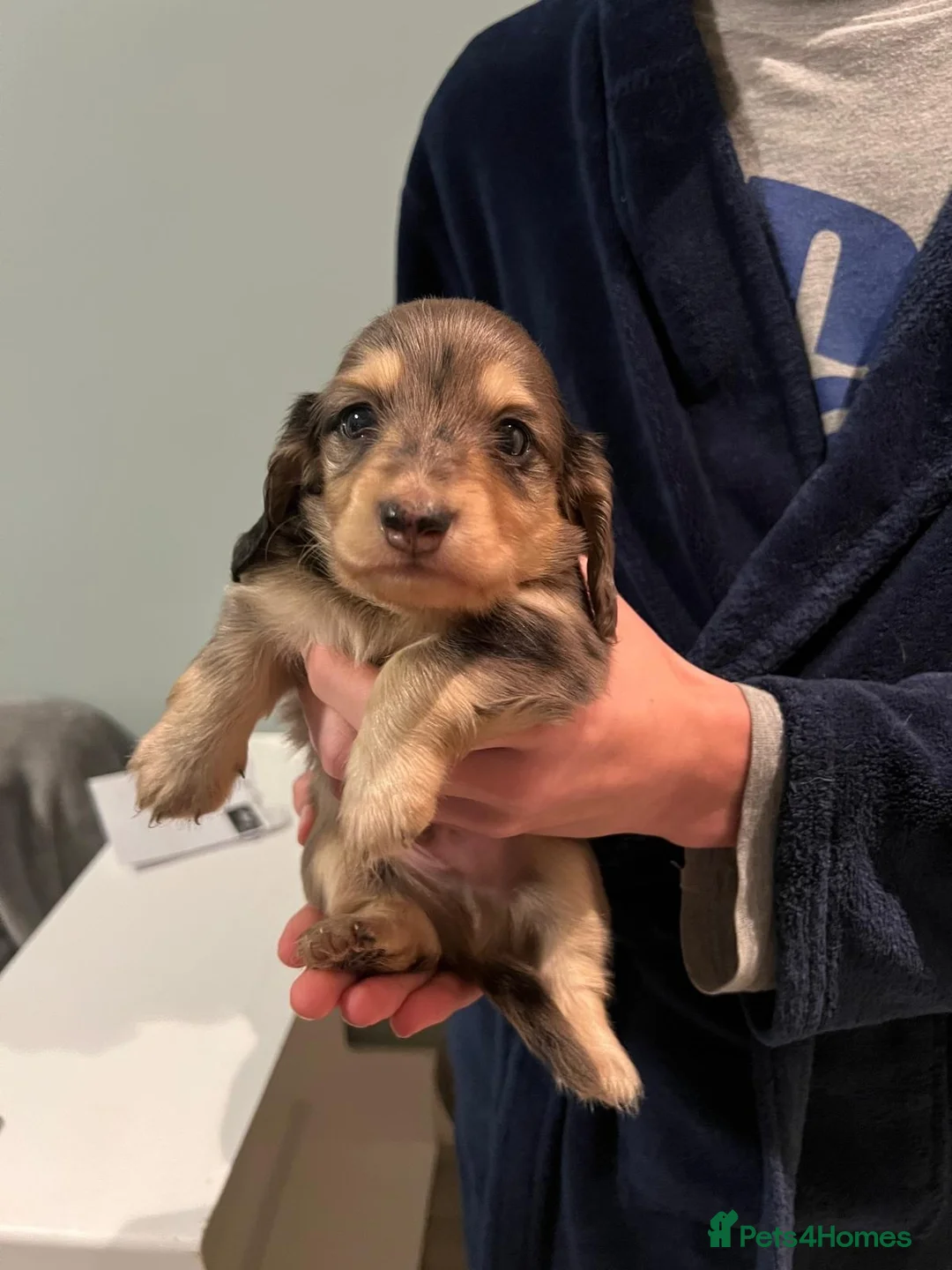 Miniature Dachshund dogs for sale: 3 kc reg silver dapple and tan mini dat puppies - Advert 6