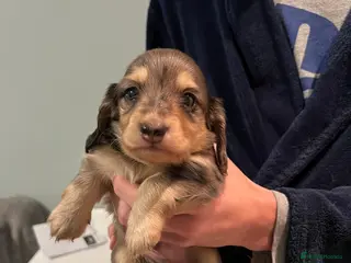 Miniature Dachshund dogs 3 kc reg long hair silver + tan dapple puppies - Advert 12