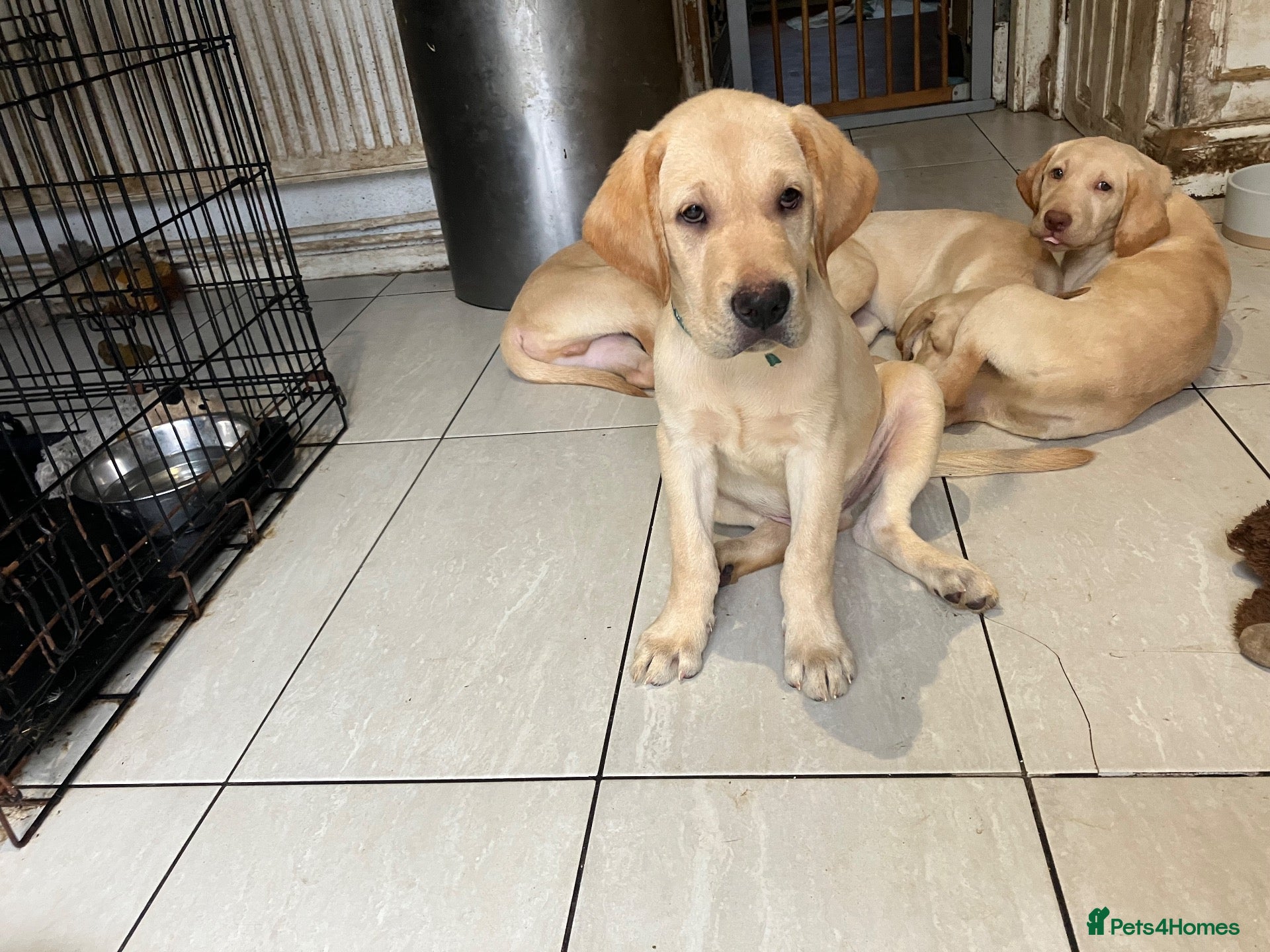 Labrador Retriever dogs Gorgeous Labrador Puppies, ready for forever homes - Advert 1