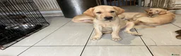 Labrador Retriever dogs for sale: Gorgeous Labrador Puppies, ready for forever homes - Advert 22