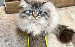 Siberian cats for sale: 🩵🩵Stunning Siberian Neva Masquerade Babies🩵🩵 - Image 29