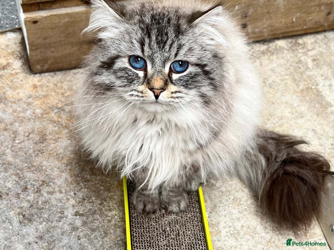 Siberian cats for sale: 🩵🩵Stunning Siberian Neva Masquerade Babies🩵🩵 - Image 29