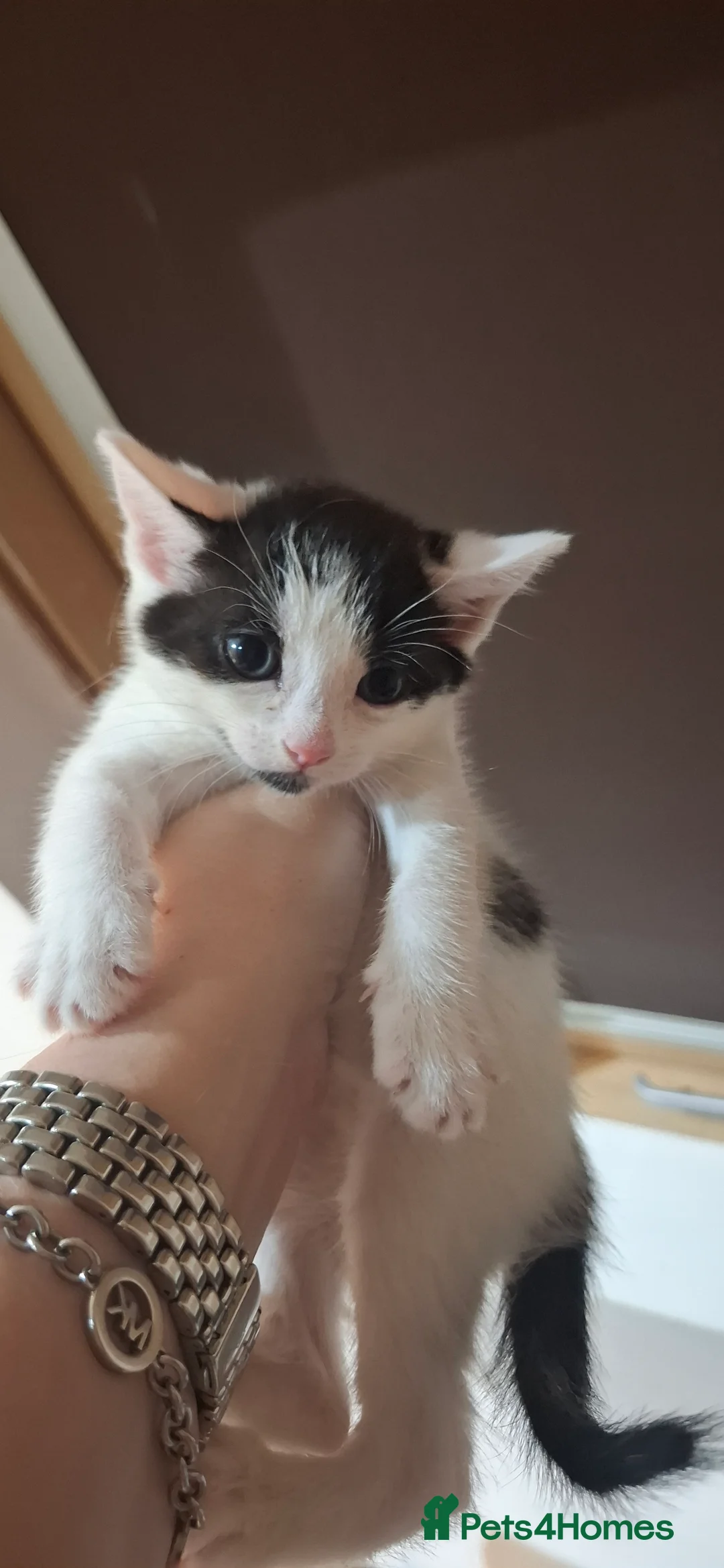 Turkish Angora cats for sale: Turkish angora cross  - Advert 1