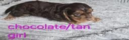 Cocker Spaniel dogs for sale: Beautiful working cocker spaniel puppies  - Advert 3