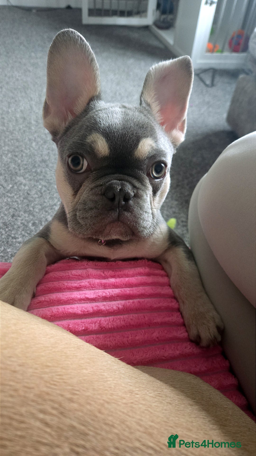 French Bulldog dogs for sale: Male lilac French bulldog  - Advert 5