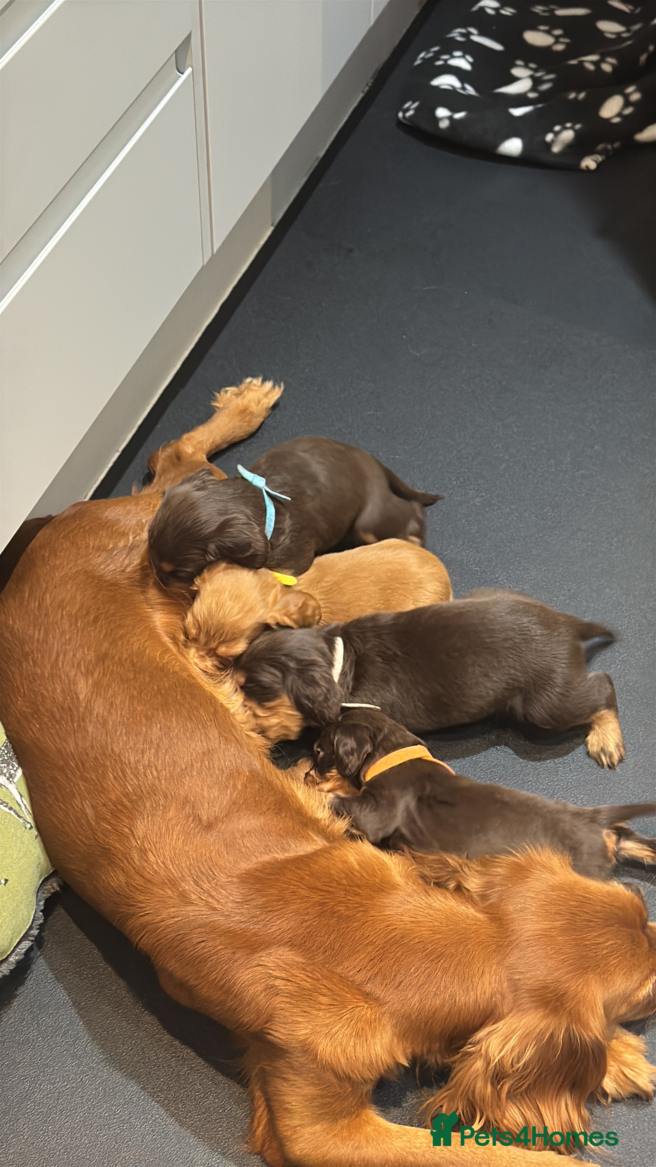 Cocker Spaniel dogs Working cocker Female Puppy  - Advert 5