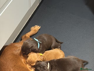 Cocker Spaniel dogs Working cocker Female Puppy - Advert 1