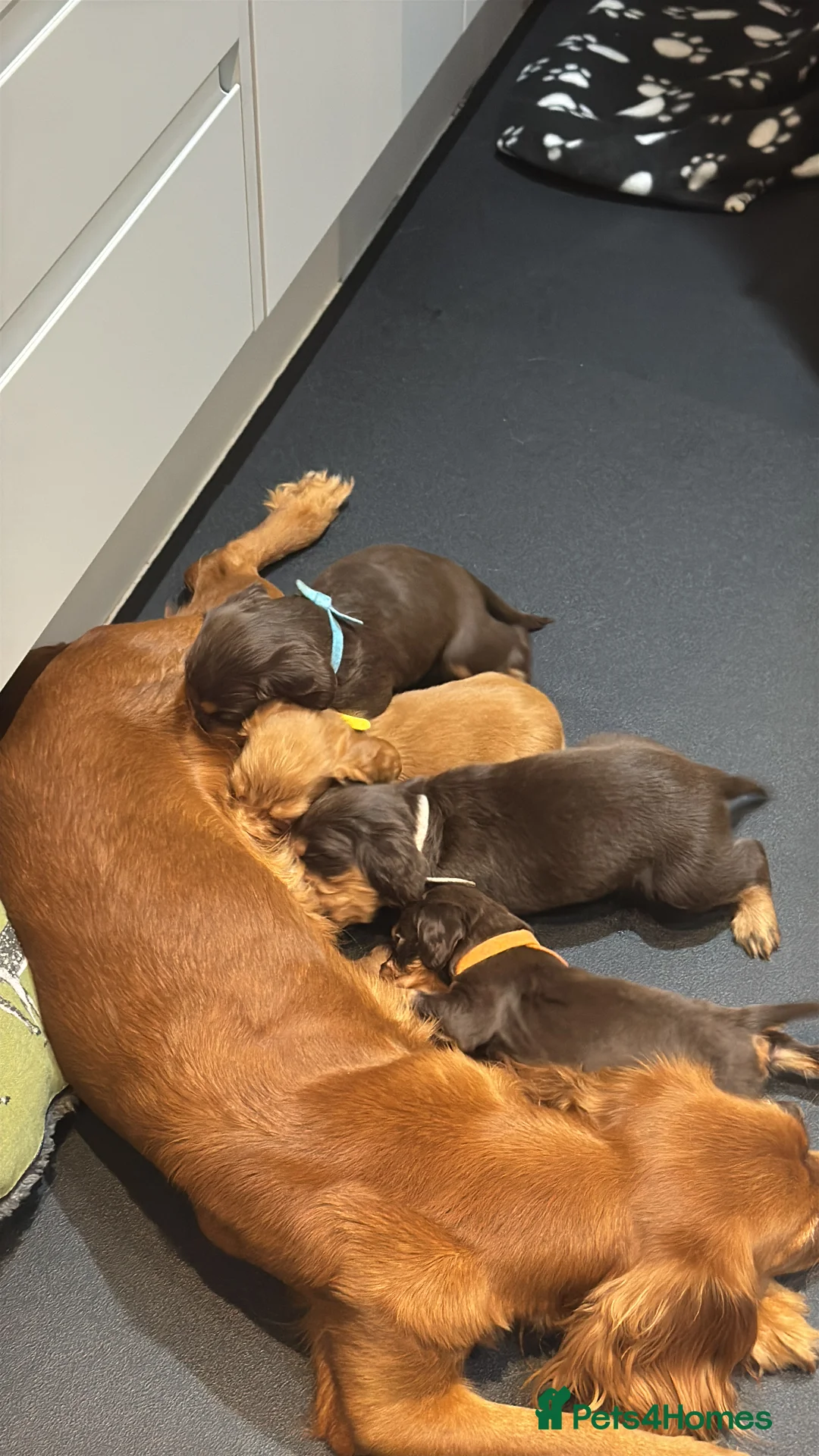 Cocker Spaniel dogs for sale: Working cocker Female Puppy  - Advert 1