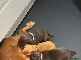 Cocker Spaniel dogs Working cocker Female Puppy - Advert 8