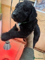 Mixed Breed dogs - Advert 1