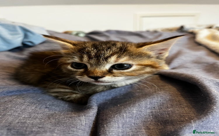 Domestic Shorthair cats - Advert 4
