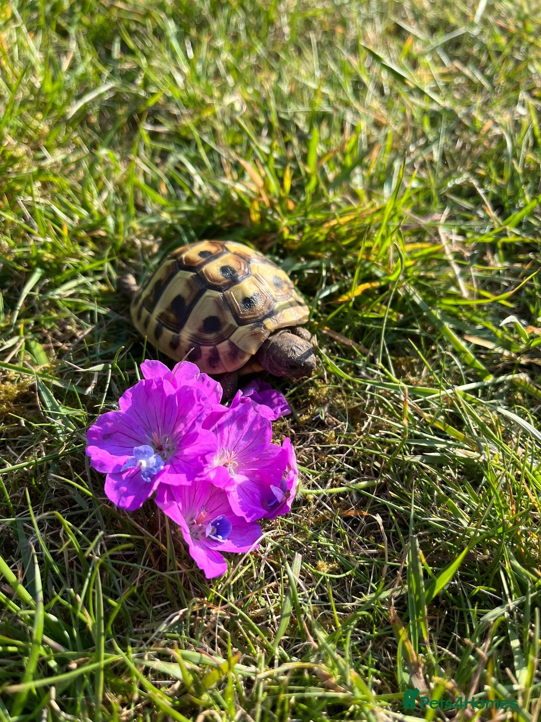 Tortoise reptiles for sale: 2x baby Herman tortoises  - Image 5