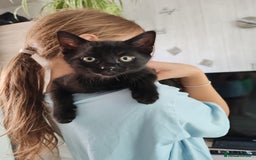Mixed Breed cats for sale: Black Kitten boy  - Image 1
