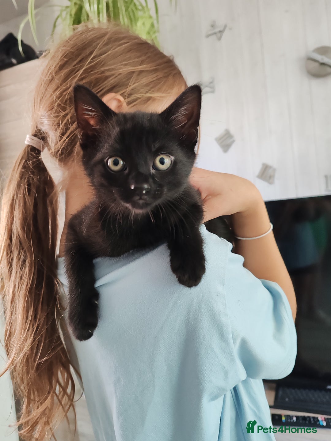 Mixed Breed cats for sale: Black Kitten boy  - Image 1