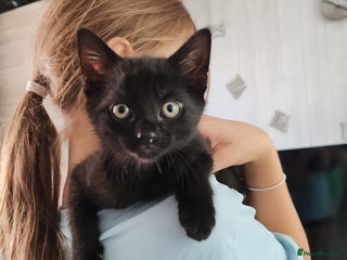 Mixed Breed cats - Advert 26