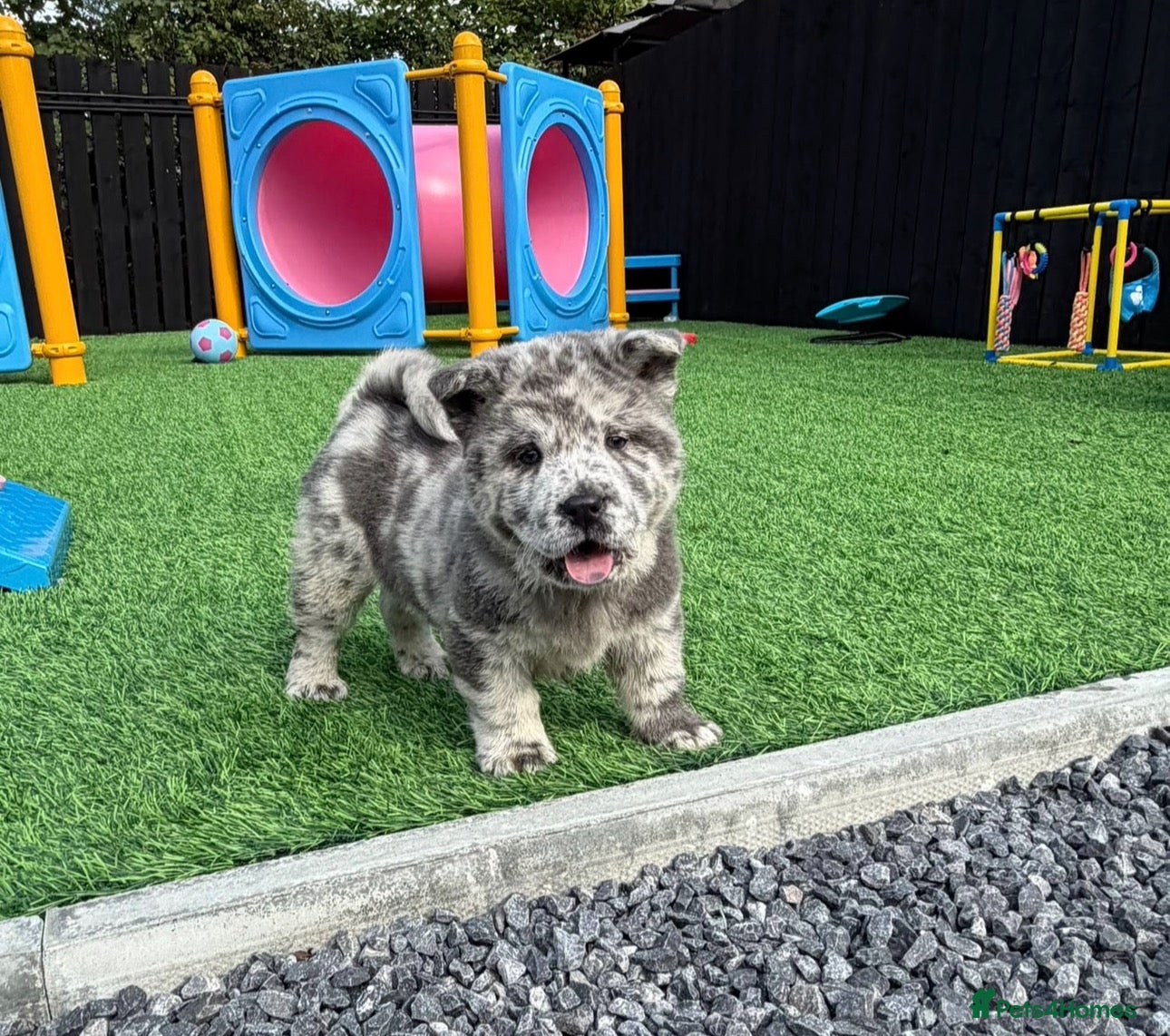 Chow Chow dogs Stunning exotic colour chowski puppies for sale  - Advert 8