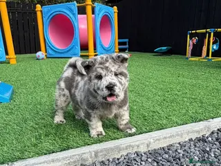Chow Chow dogs Stunning exotic colour chowski puppies for sale - Advert 8