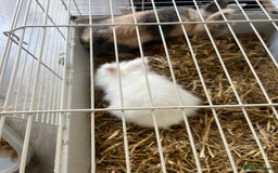 Dwarf Lop rabbits for sale: Rabbits - Image 3