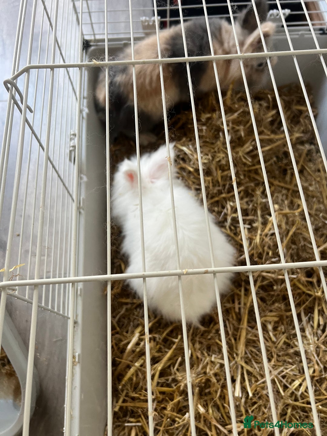 Dwarf Lop rabbits for sale: Rabbits - Image 3