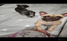 French Bulldog dogs for sale: 2 years old Lola looking for home forever  - Image 4