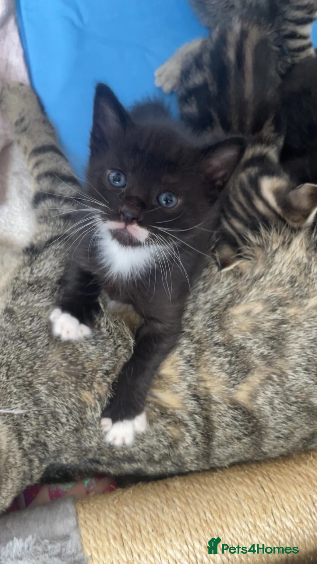 Mixed Breed cats for sale: Baby kittens  in Basingstoke - Advert 2