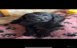 Labradoodle dogs for sale: Health Tested - F1 Labradoodles - Image 8