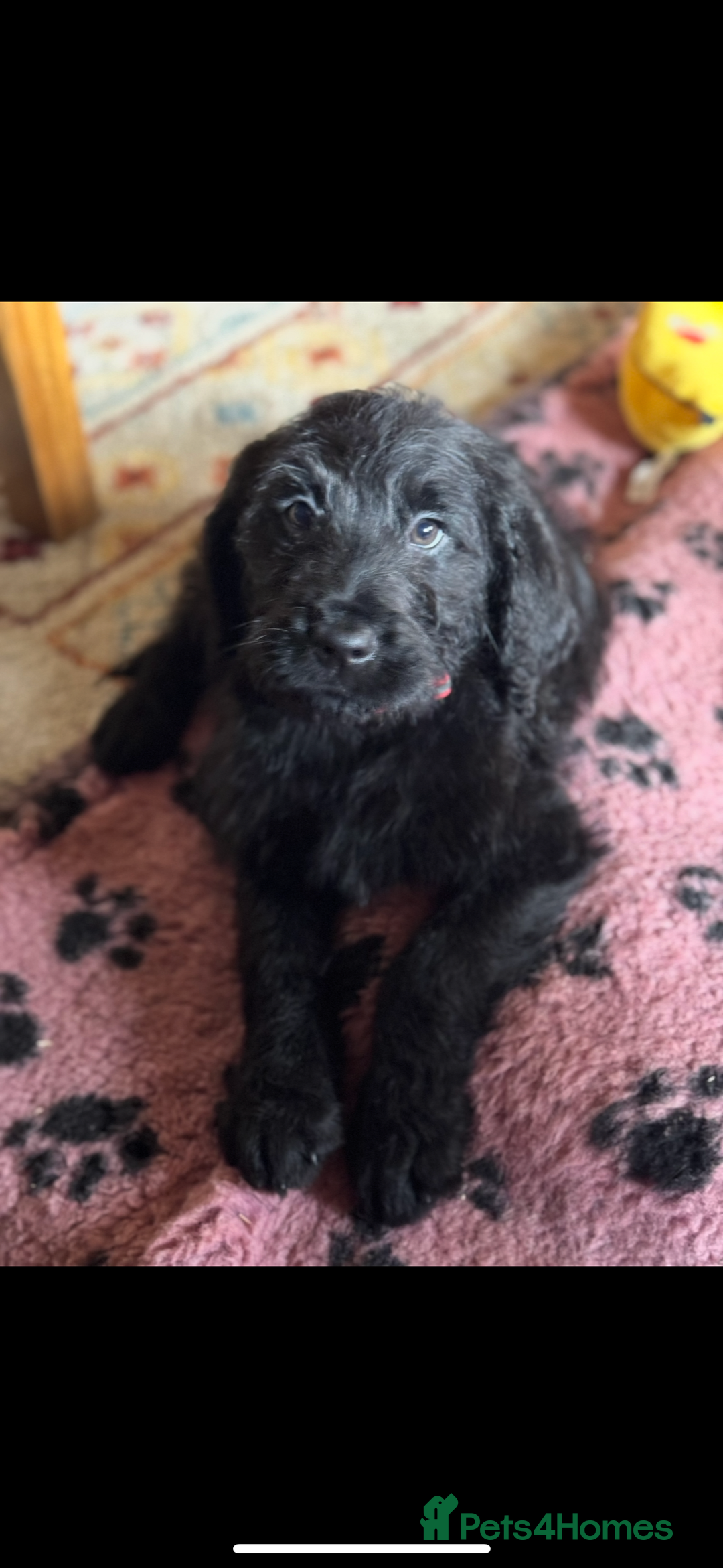 Labradoodle dogs for sale: Health Tested - F1 Labradoodles - Image 8
