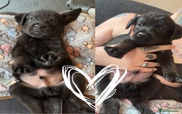 Mixed Breed dogs for sale: Last little girl! Reduced! - Image 7