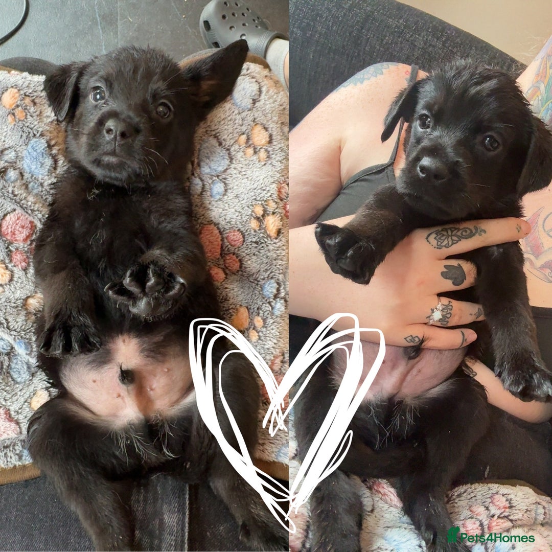 Mixed Breed dogs for sale: Last little girl! Reduced! - Image 7