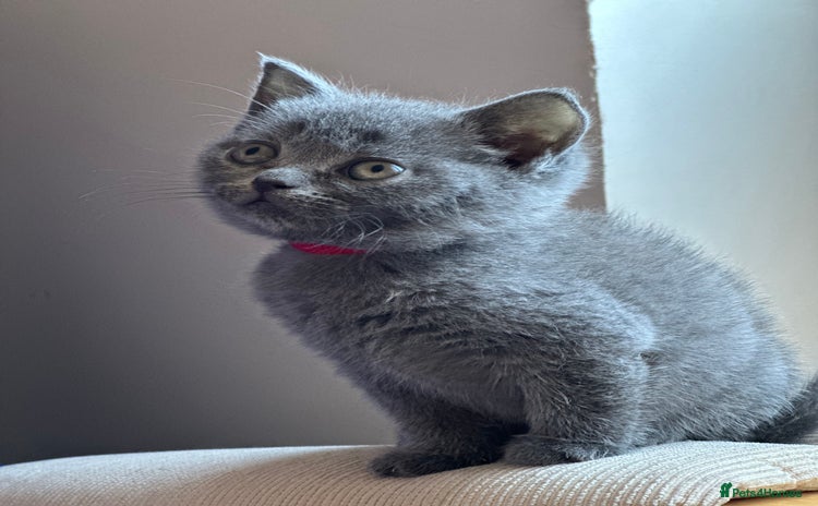 British Shorthair cats - Advert 14