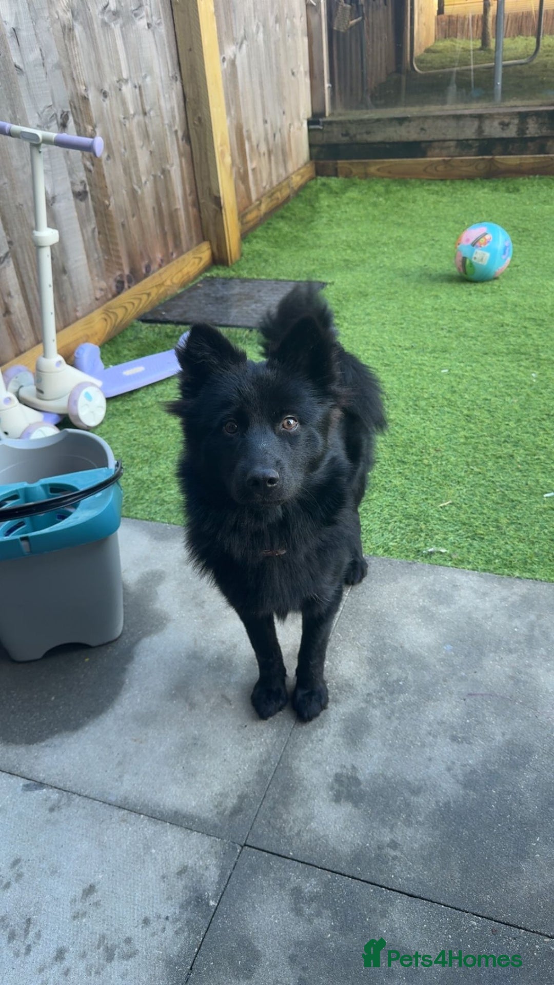 Pomsky dogs for sale: Pomsky For Sale. - Advert 3