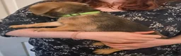 Mixed Breed dogs for sale: Gorgeous Fluffy Frenchy and Border Terrier mixed  - Advert 13